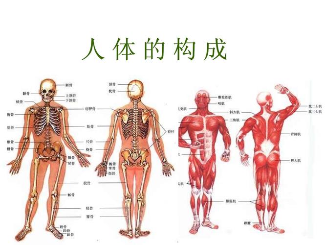 人體是由什麼組成