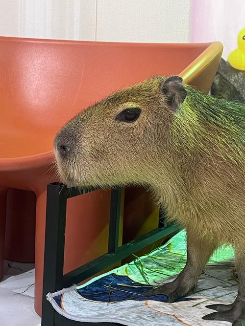 卡皮巴拉算老鼠嗎