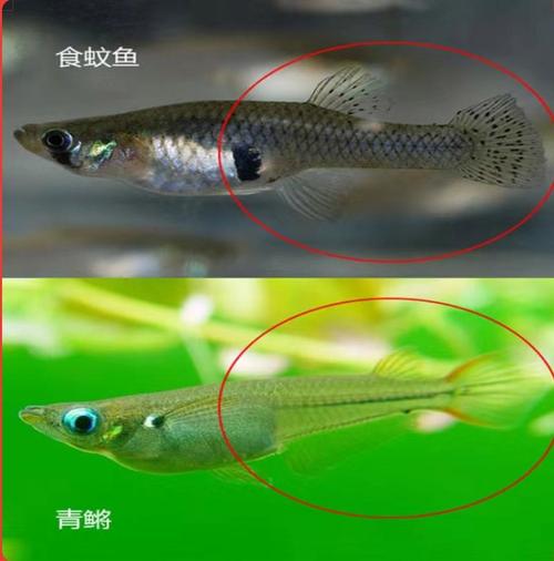 中華青鱂是卵生嗎
