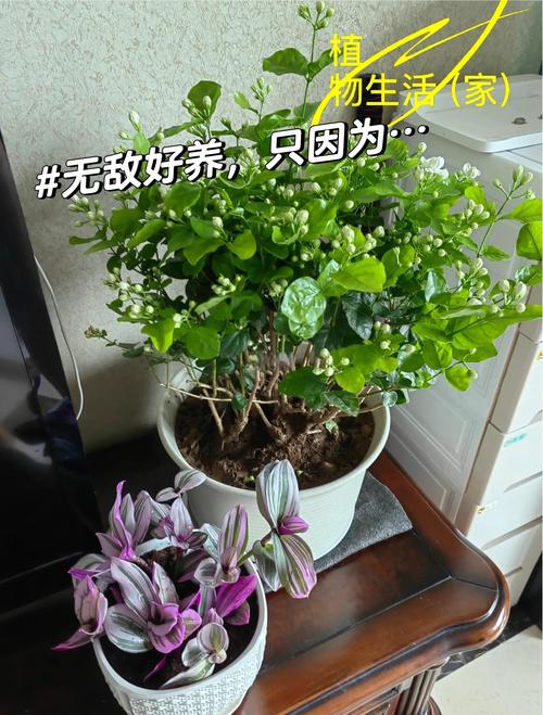 茉莉花一年開幾次