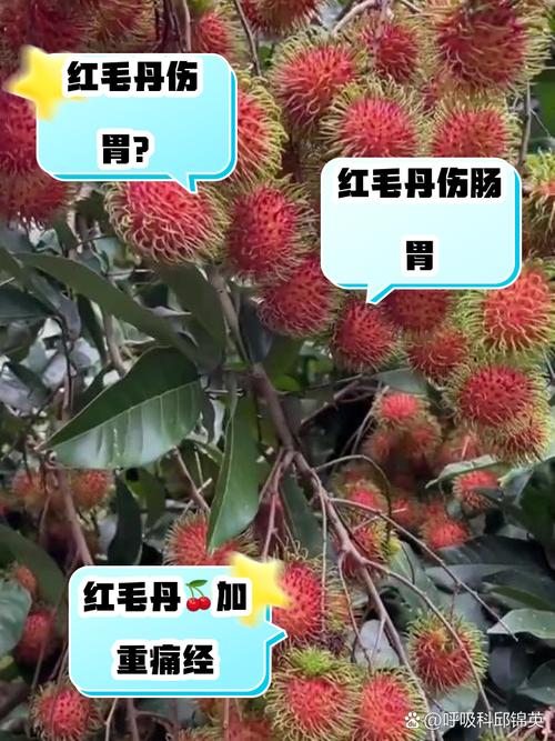 紅毛丹什麼人不能吃:揭秘潛在禁忌與食用指南 3 紅毛丹什麼人不能吃
