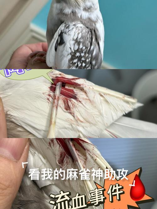 如何讓血鸚鵡變紅:掌握關鍵技巧,讓您的血鸚鵡鮮豔奪目! 3 如何讓血鸚鵡變紅