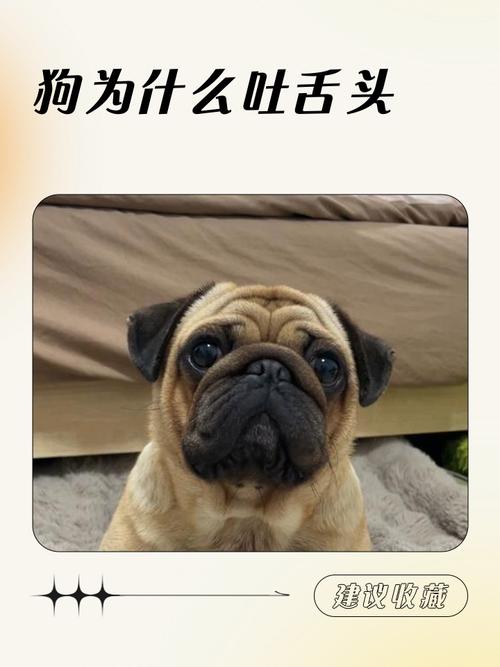 狗狗為什麼一直吐舌頭