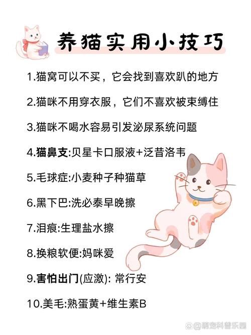 貓咪適應環境要多久:深入解析:從數小時到數週,新手貓奴必讀的安家指南 3 貓咪適應環境要多久