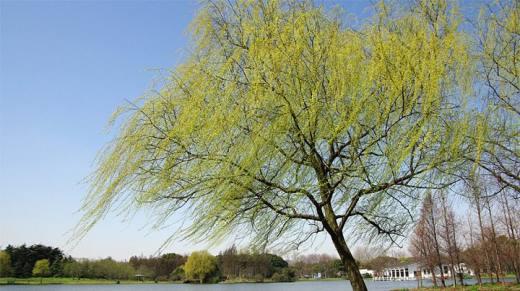 什麼是春風專案