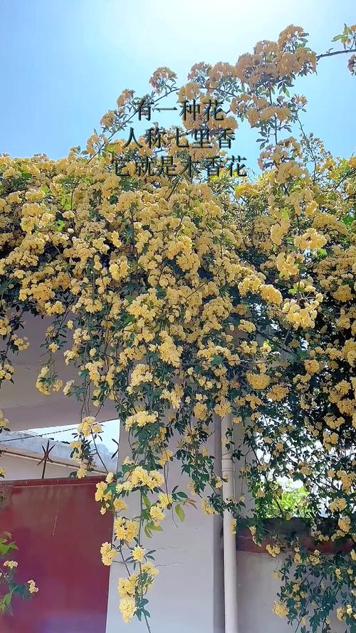 七里香為什麼是最後一首