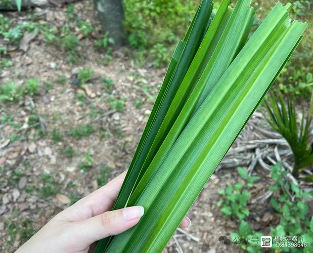 斑斕葉台灣叫什麼