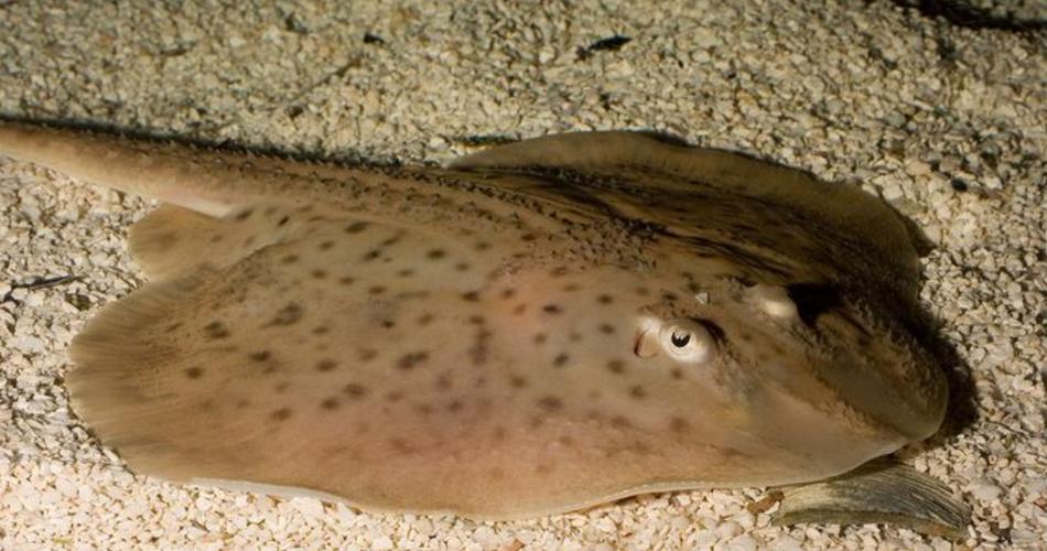 斑鰩是什麼魚:探索海洋中的飛翔舞者 1 斑鰩是什麼魚