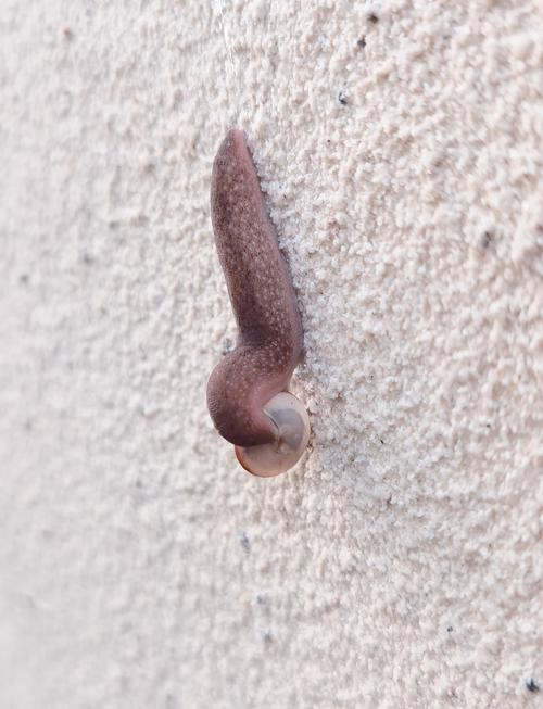 家裡出現蛞蝓怎麼辦:從根源解決居家蛞蝓困擾的終極指南 3 家裡出現蛞蝓怎麼辦