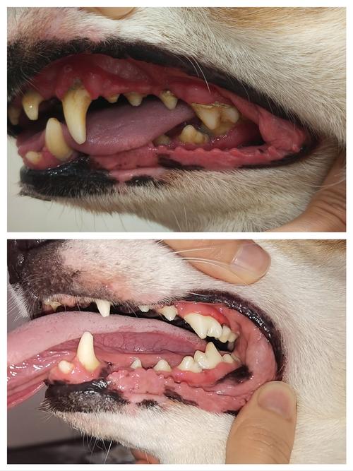 老狗牙齒流血