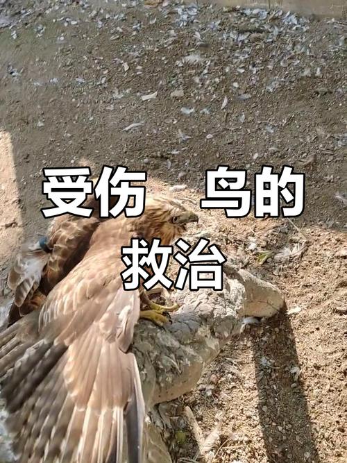 遇到鳥受傷怎麼辦