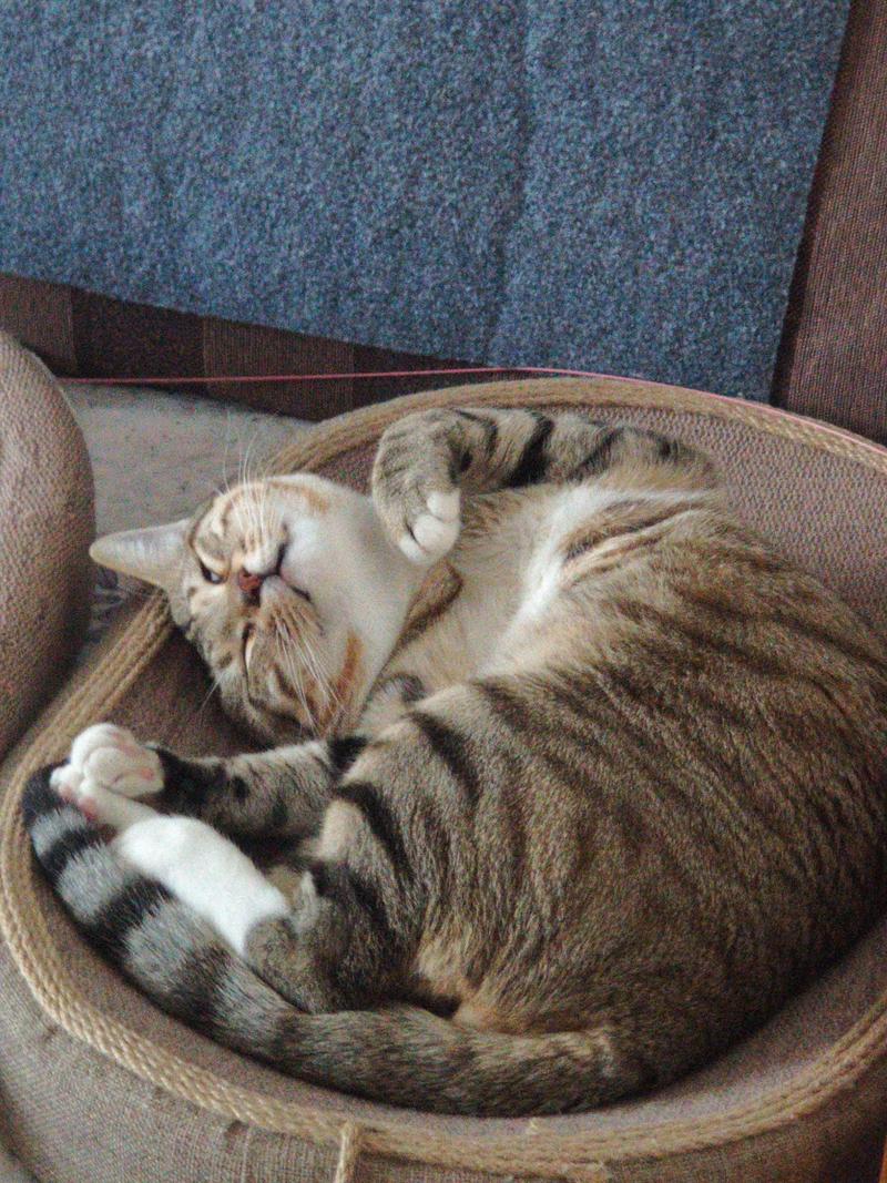 可以去你家看貓嗎