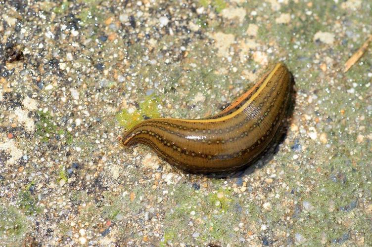 水蛭硬拔會怎樣