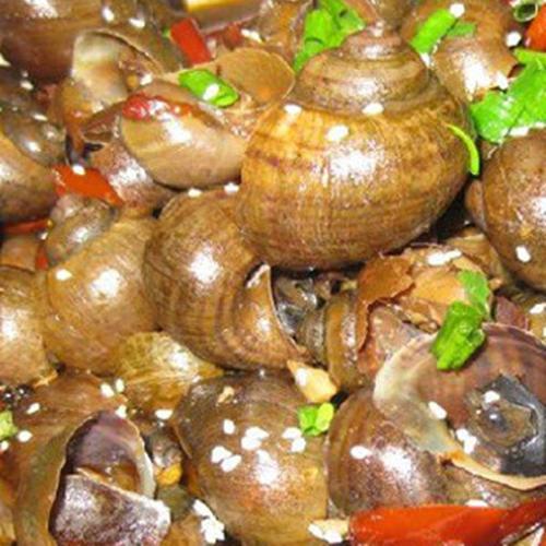 燒酒螺是什麼羅