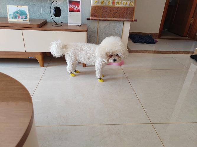 狗狗穿襪子好嗎