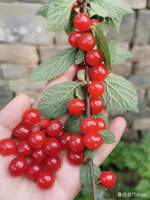 台灣人種櫻桃嗎