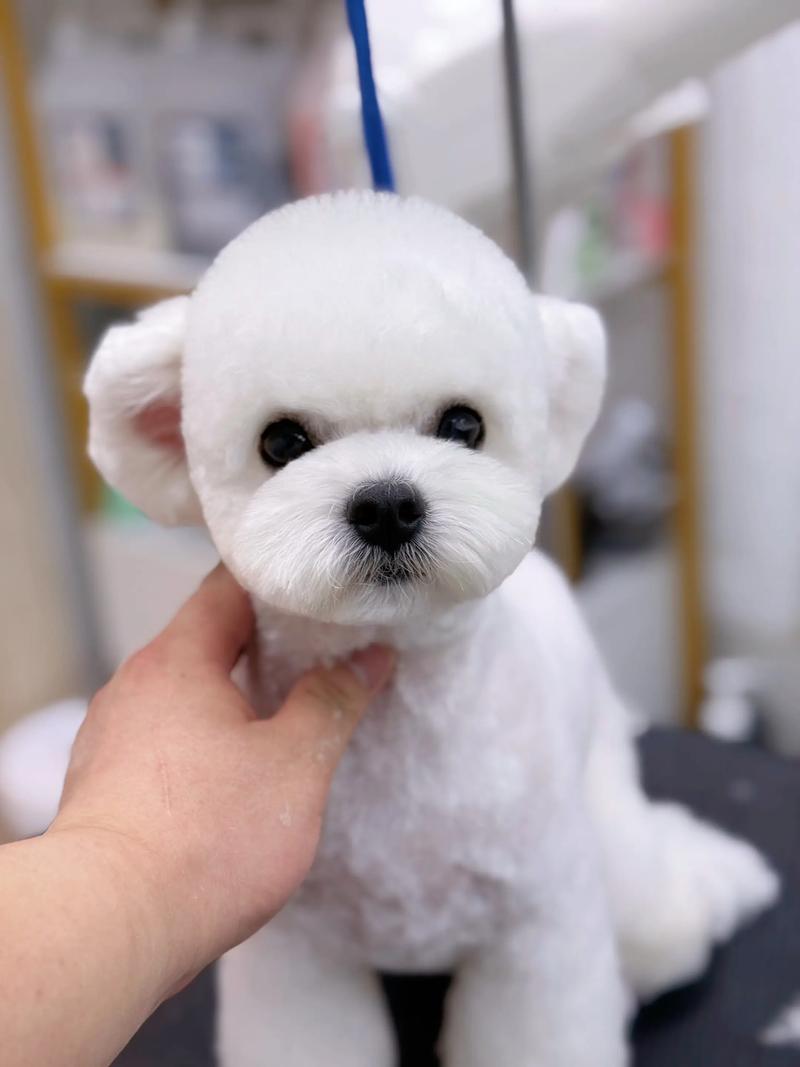 比熊可以吃蛋黃嗎