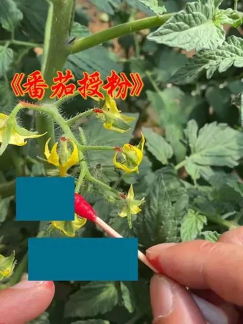番茄要怎麼授粉家庭番茄豐收的關鍵秘訣:從自然到人工授粉完整攻略 3 番茄要怎麼授粉