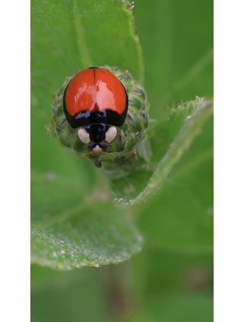 看到瓢蟲代表什麼