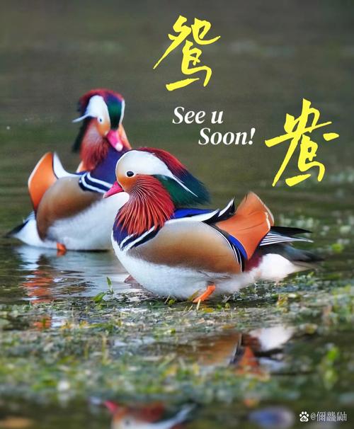 鴛鴦是指什麼關係