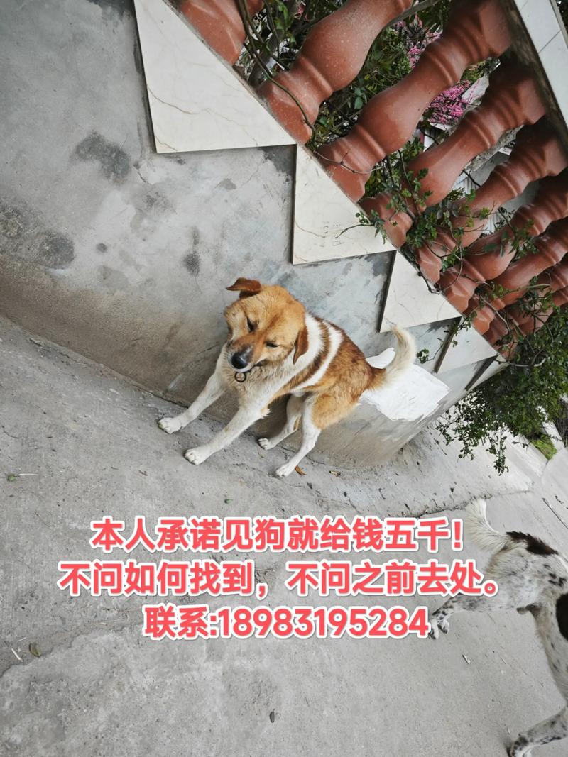 去銀行可以帶狗嗎