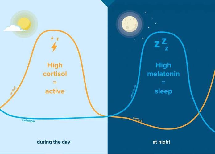 如何分泌褪黑激素
