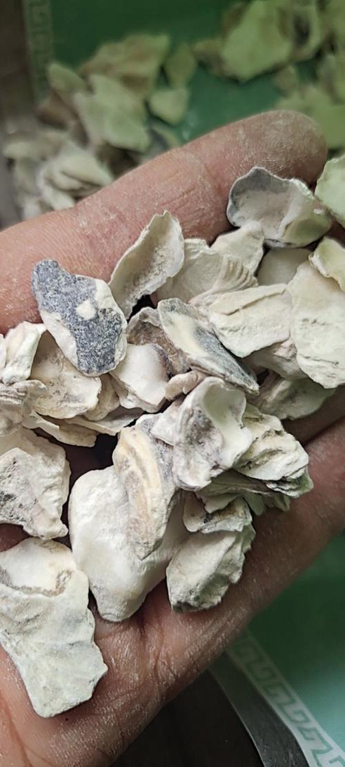 牡蠣中藥:深入解析其功效、應用與使用注意事項 1 牡蠣中藥