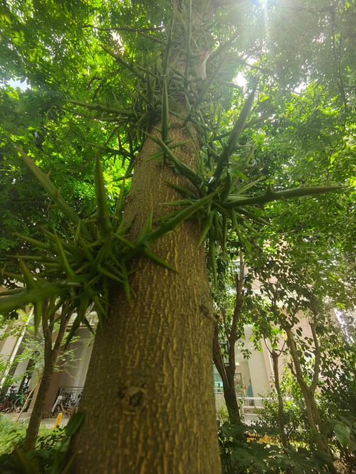 樹玫瑰怎麼種從選地到日常養護,打造您陽台與庭院的華麗焦點 3 樹玫瑰怎麼種