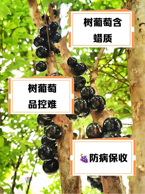 樹葡萄不能跟什麼一起吃