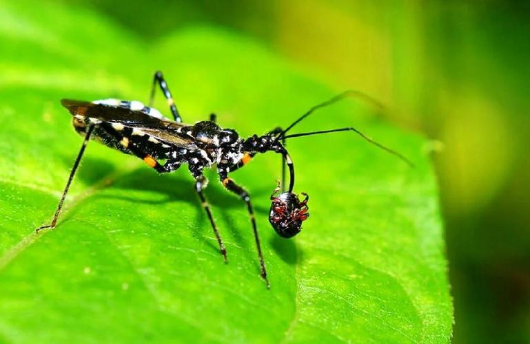 昆蟲有血液嗎:深度解析昆蟲循環系統與血淋巴 3 昆蟲有血液嗎