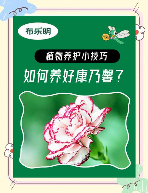 康乃馨怎麼照顧:從選購到日常養護,讓您的康乃馨綻放持久 3 康乃馨怎麼照顧