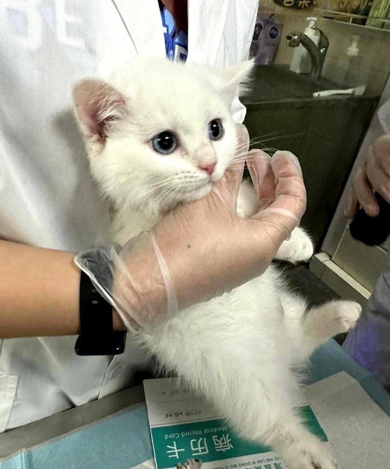 貓咪可以去醫院嗎