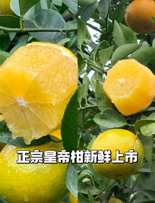 帝王柑可以放幾天:最佳保存秘訣與延長保鮮期指南 3 帝王柑可以放幾天