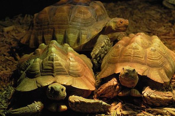 蘇卡達象龜最多活幾歲