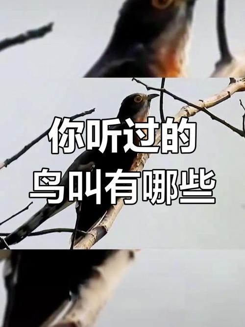 鳥為什麼會一直叫:探索鳥類鳴叫的秘密 1 鳥為什麼會一直叫