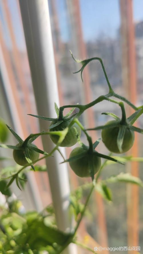 小蕃茄成熟要多久