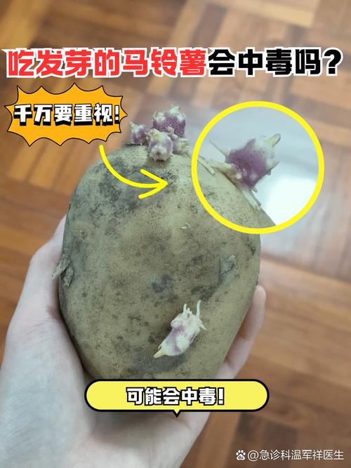 馬鈴薯吃什麼部位