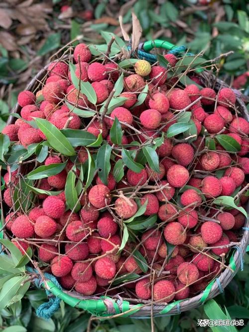 荔枝會酒駕嗎揭密!吃荔枝真的會被測出酒駕嗎?專業解析與預防策略 1 荔枝會酒駕嗎