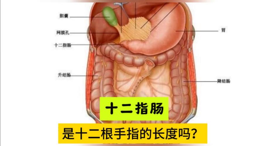 十二指腸是小腸嗎