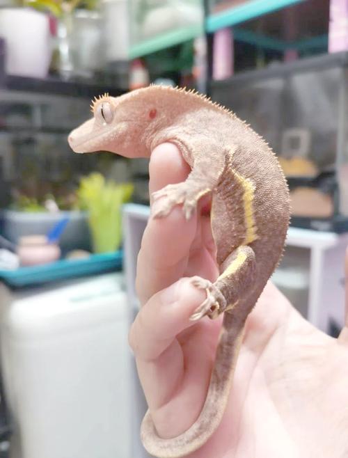 養守宮要買什麼:新手飼主必備用品清單與選購指南 1 養守宮要買什麼