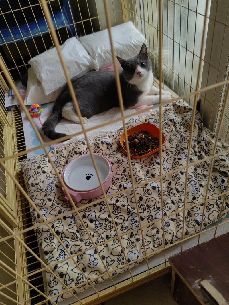 舊貓不接受新貓