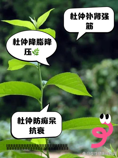 如何挑杜仲:專業中醫師教您辨識上等品質,確保杜仲功效最大化! 1 如何挑杜仲