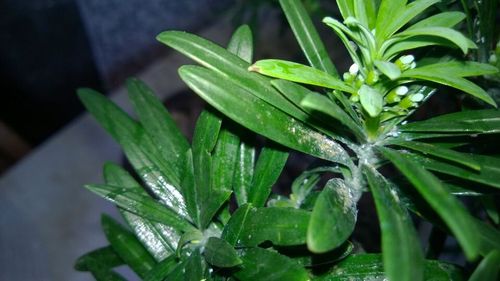 羅漢松會長蟲嗎