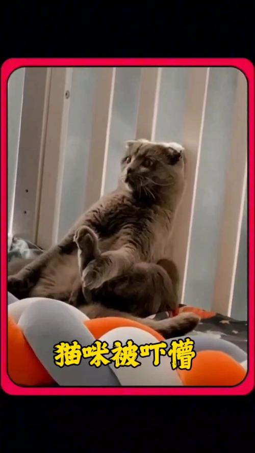 貓咪會被什麼嚇到