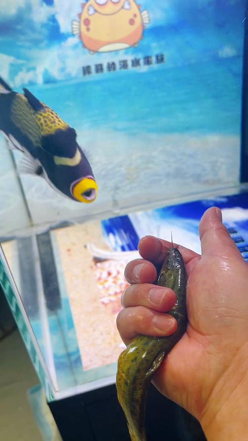 砲彈魚可以吃嗎