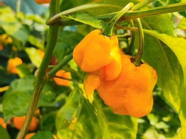 死神辣椒可以吃嗎