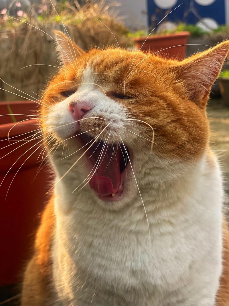 貓咪可以一直曬太陽嗎