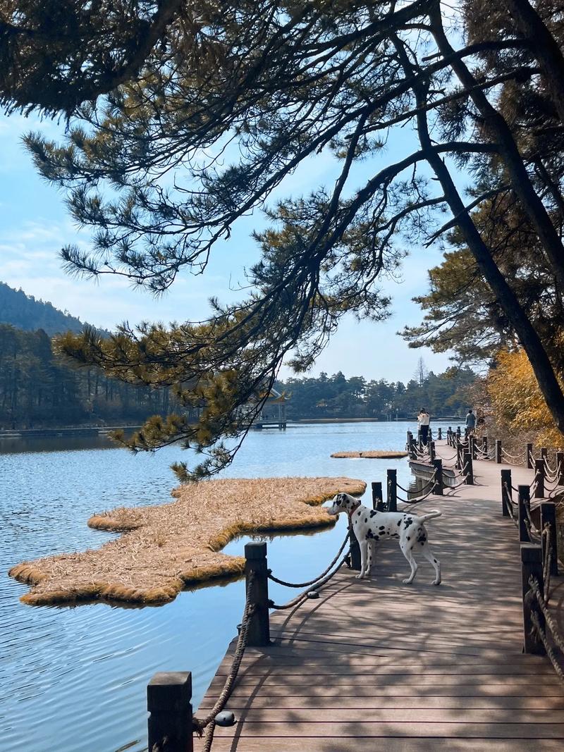 大麥町:深入探索迷人斑點狗的歷史、特點與照護指南 1 大麥町