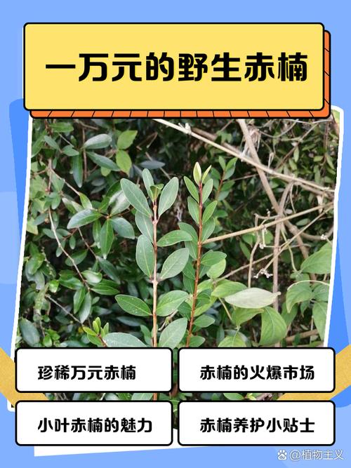 赤楠果實可以吃嗎