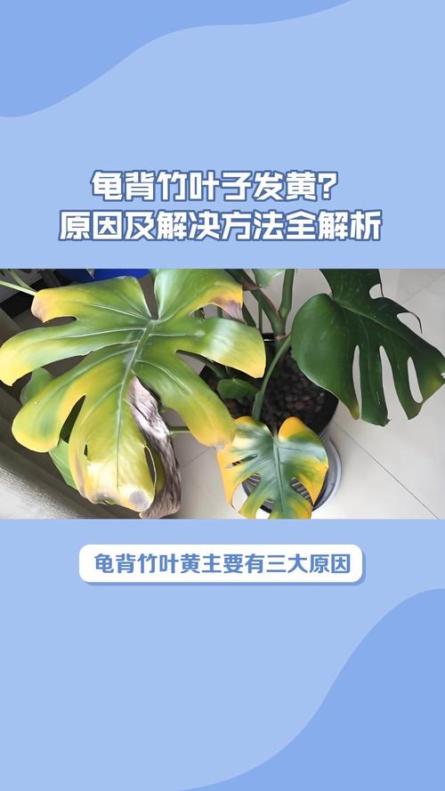 龜背芋變黃怎麼辦